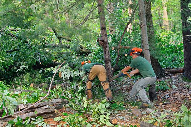 Best Tree Preservation Services  in Boron, CA